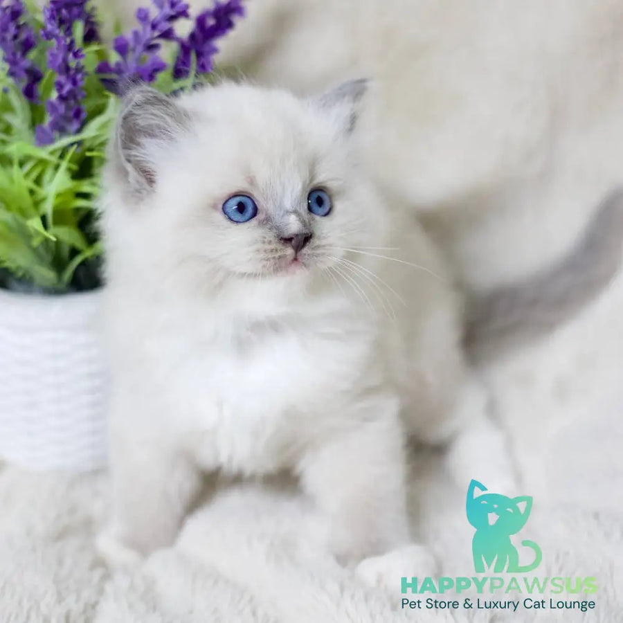 Roddy Ragdoll male blue mitted - live animals