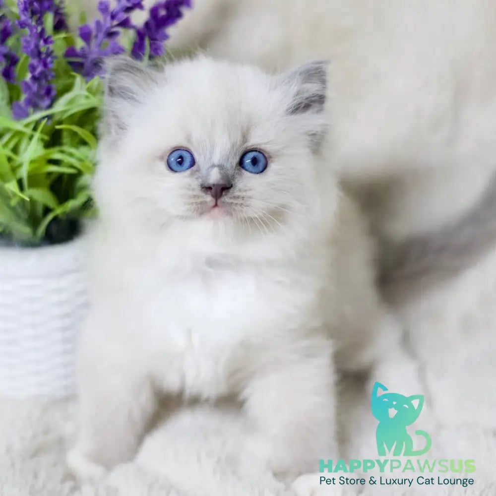 Roddy Ragdoll male blue mitted - live animals