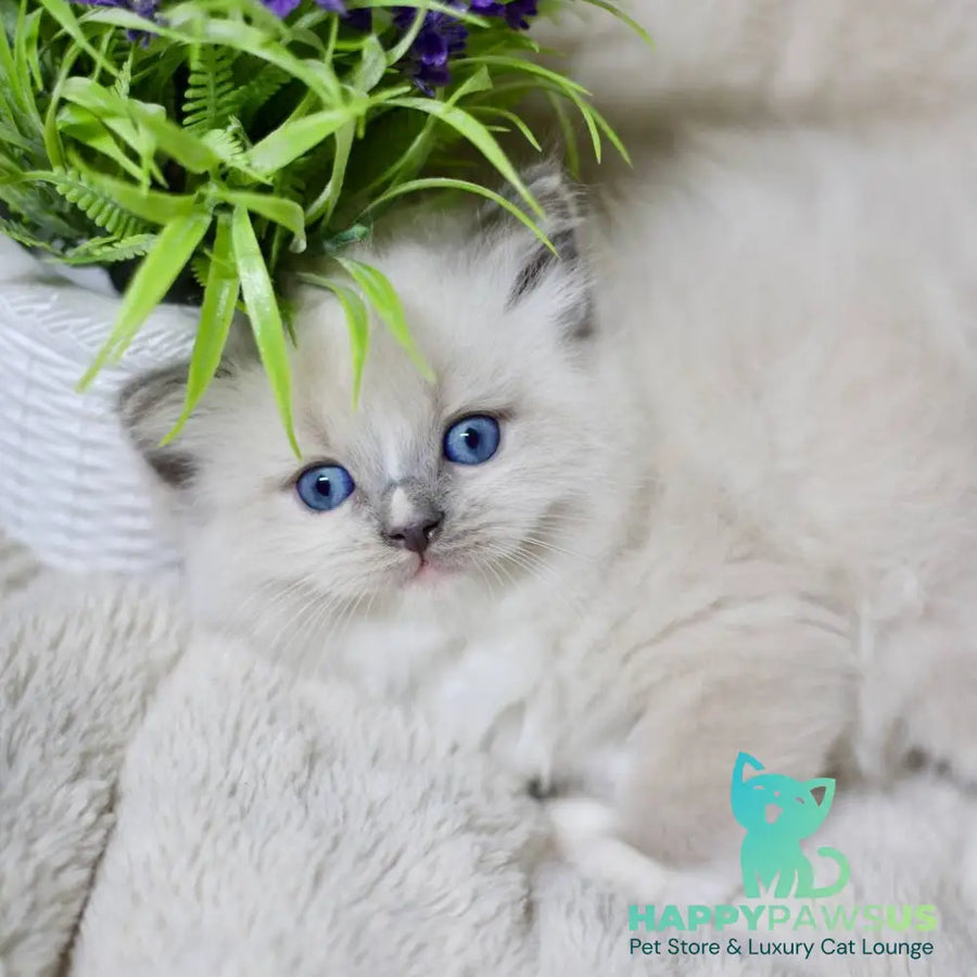 Roddy Ragdoll male blue mitted - live animals