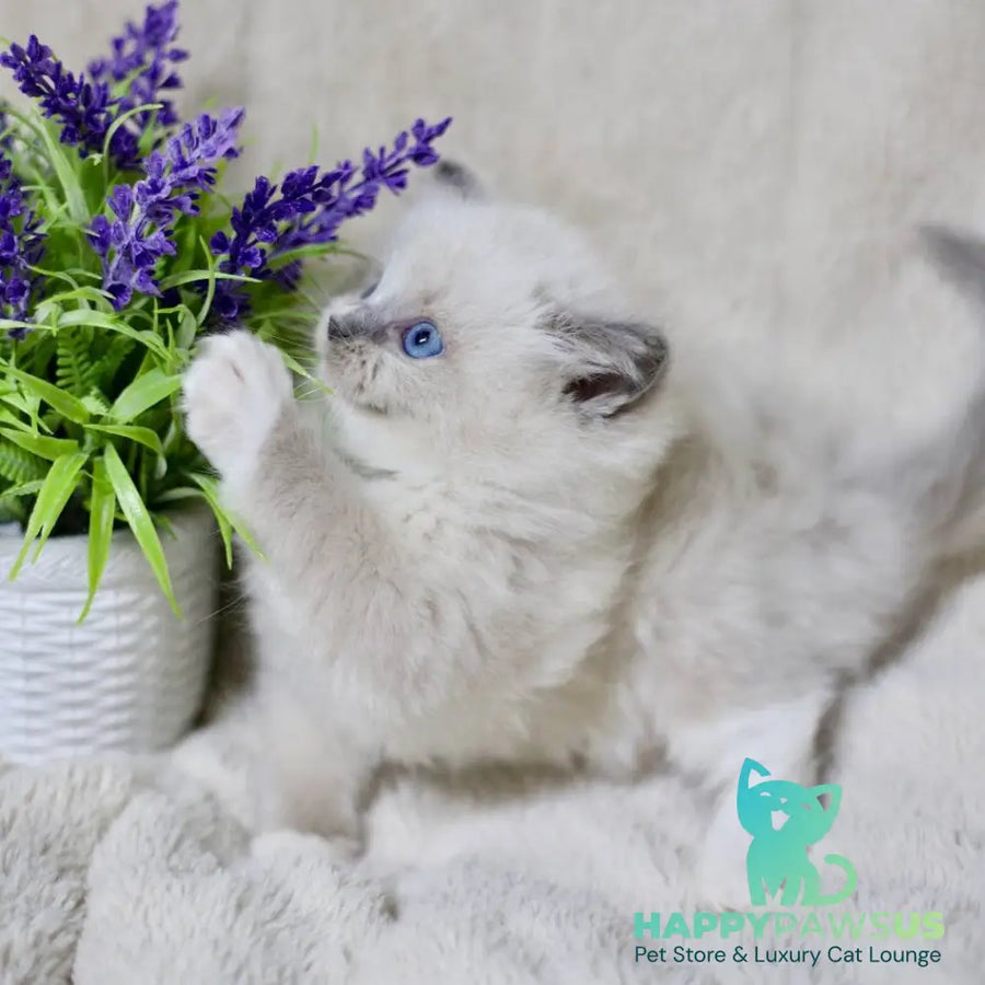Roddy Ragdoll male blue mitted - live animals