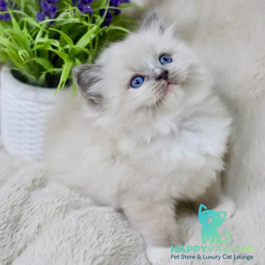 Roddy Ragdoll male blue mitted - live animals