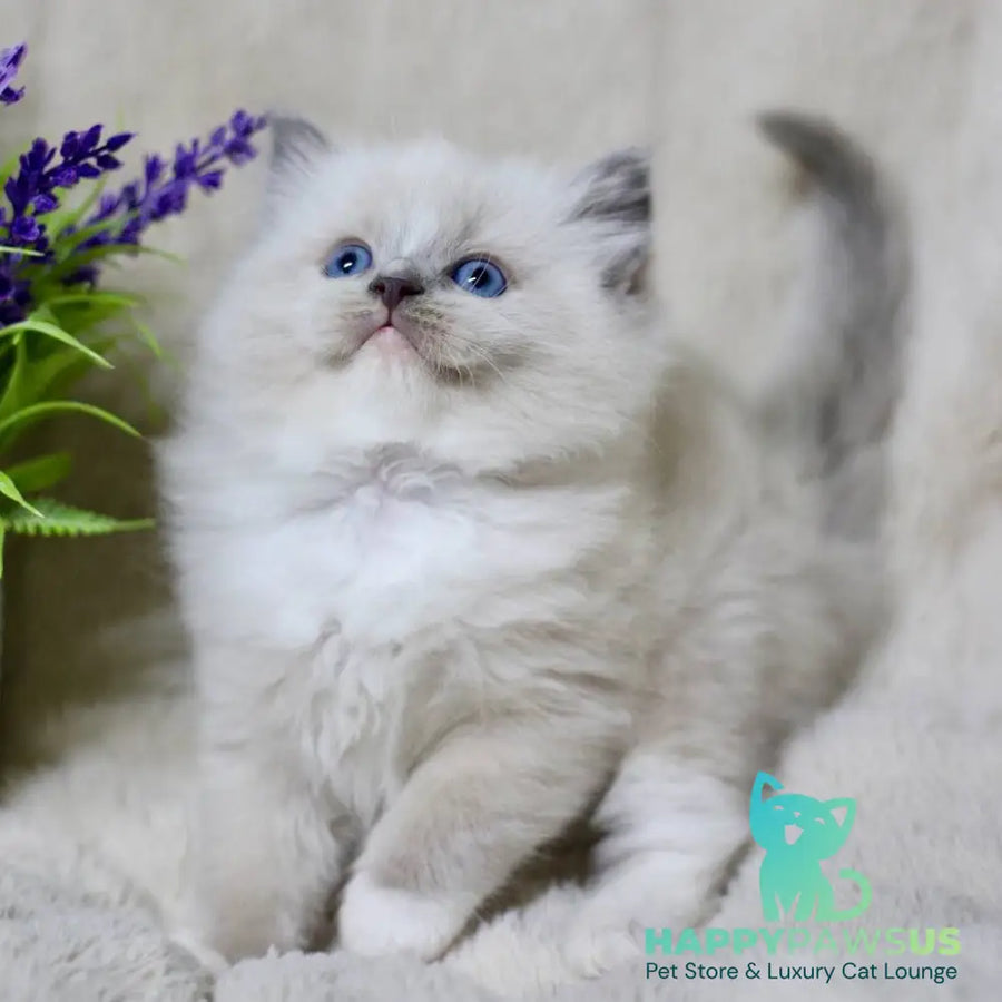 Roddy Ragdoll male blue mitted - live animals