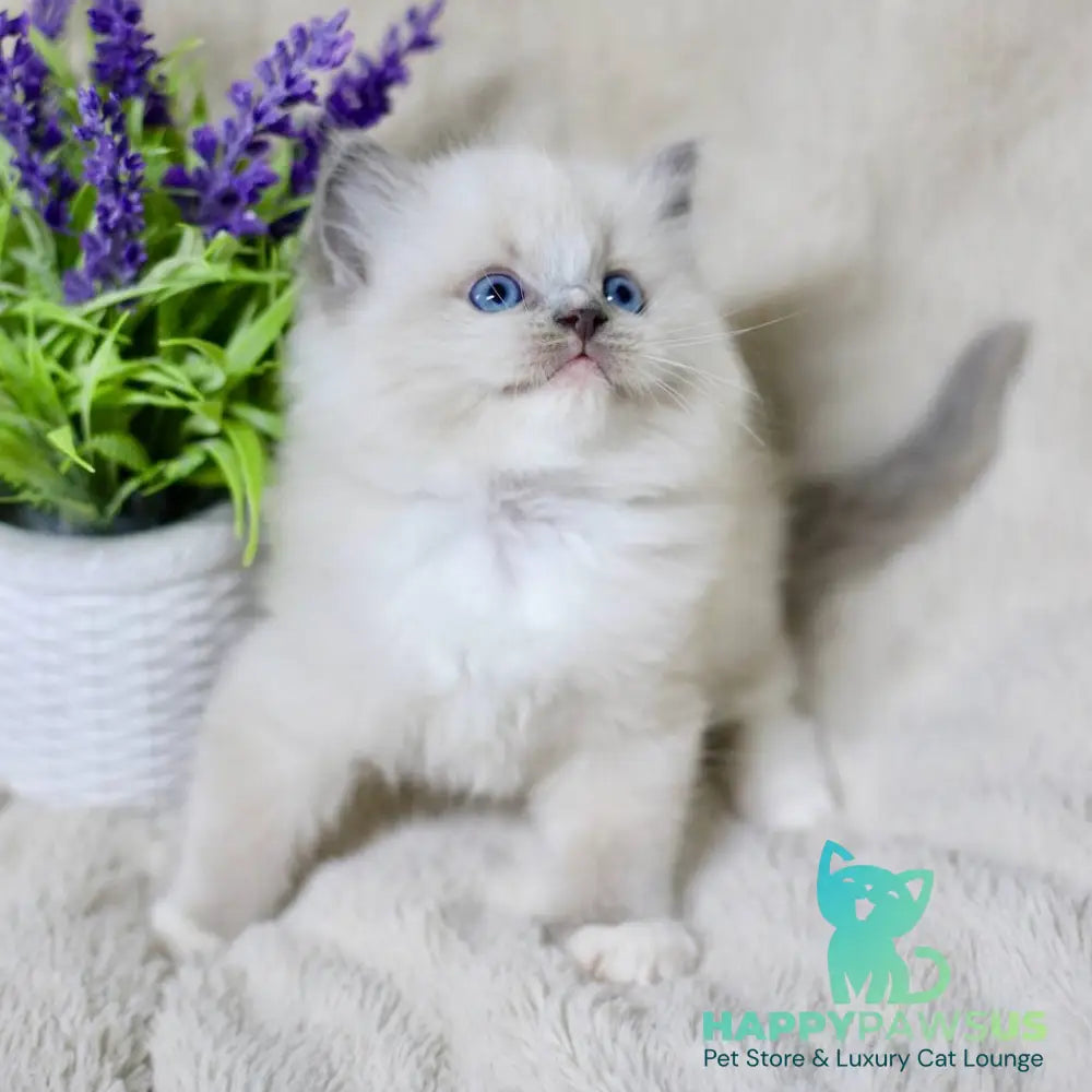 Roddy Ragdoll male blue mitted - live animals