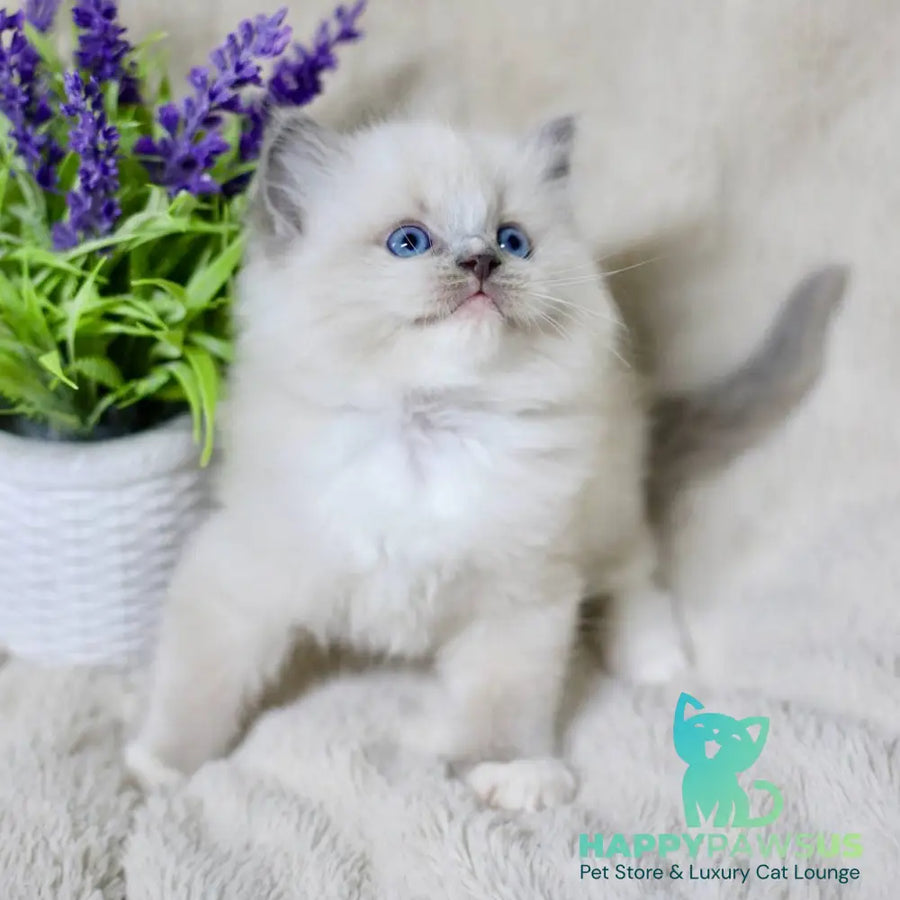Roddy Ragdoll male blue mitted - live animals