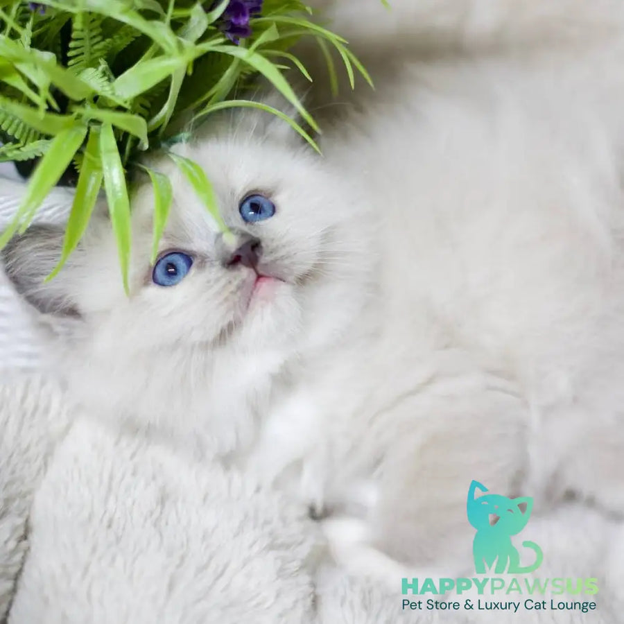 Roddy Ragdoll male blue mitted - live animals