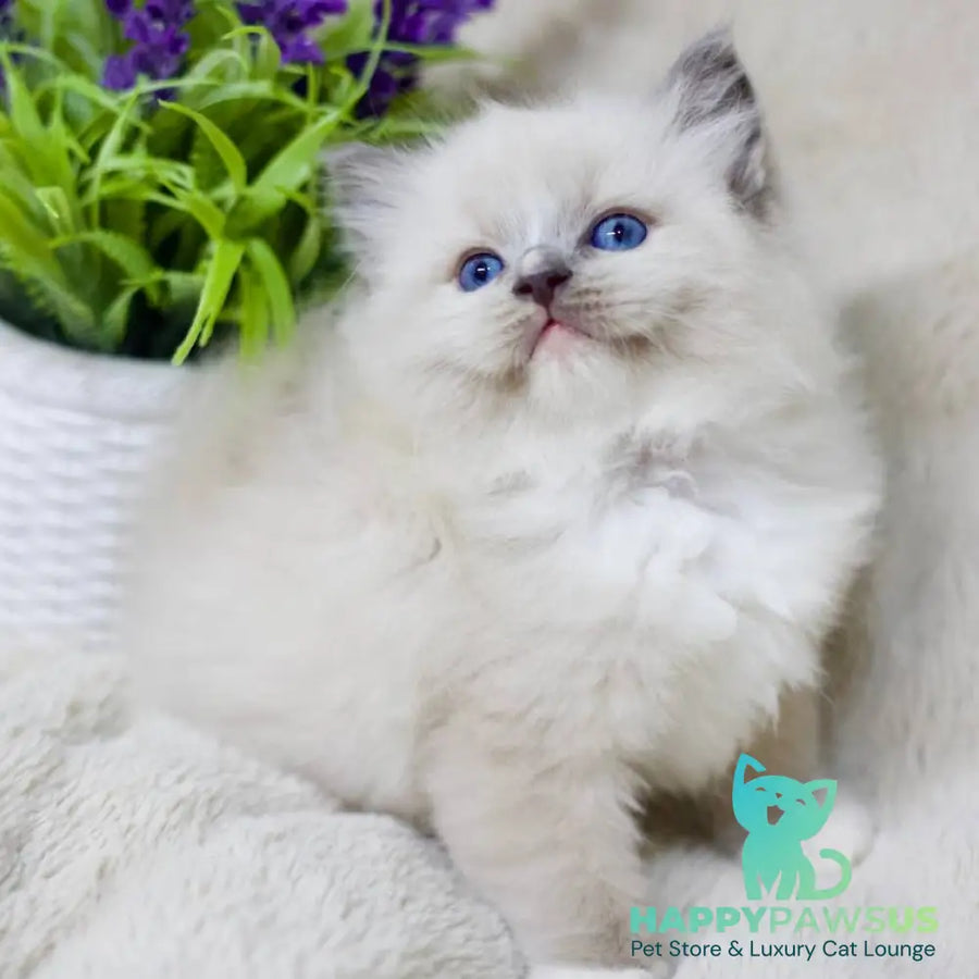 Roddy Ragdoll male blue mitted - live animals