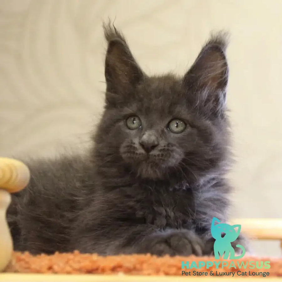 Roderick Maine Coon male blue - live animals