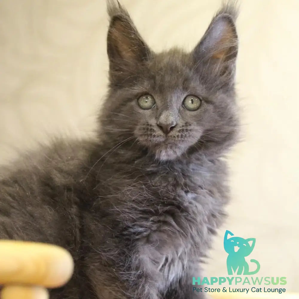 Roderick Maine Coon male blue - live animals