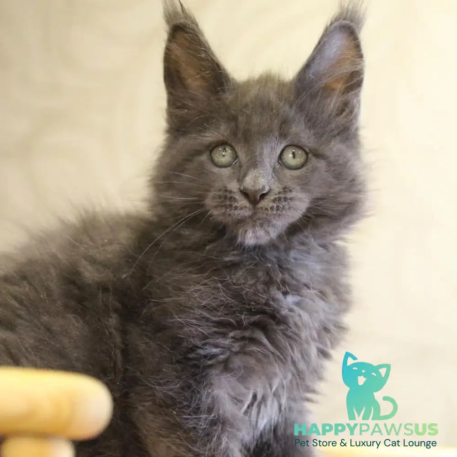 Roderick Maine Coon male blue - live animals