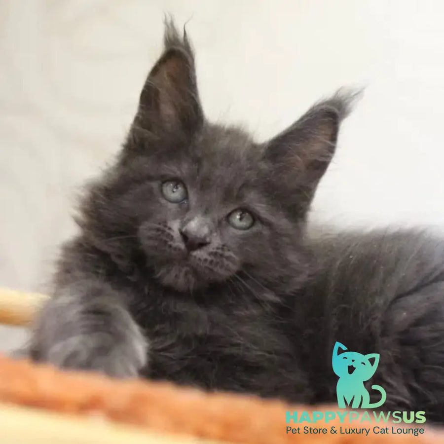 Roderick Maine Coon male blue - live animals