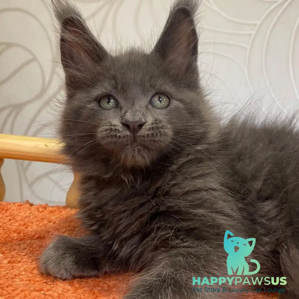 Roderick Maine Coon male blue - live animals