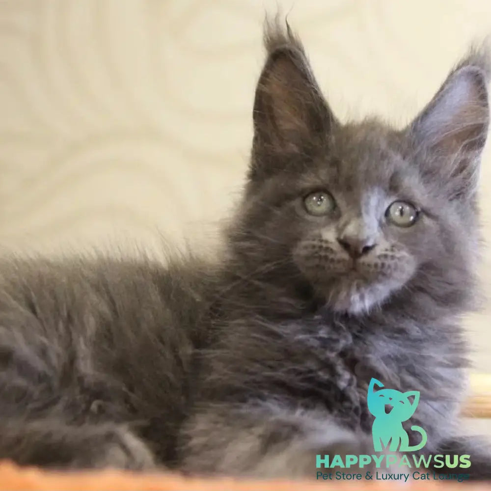 Roderick Maine Coon male blue - live animals
