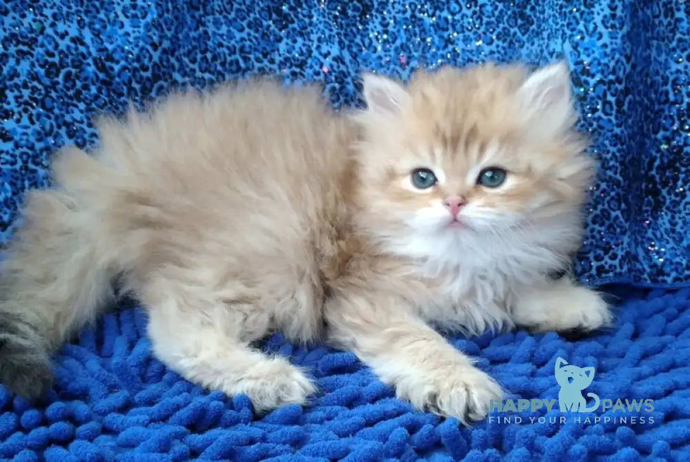 Rodger British Longhair male black golden shaded - live animals