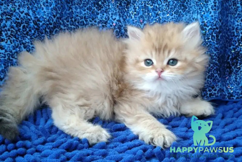 Rodger British Longhair male black golden shaded - live animals