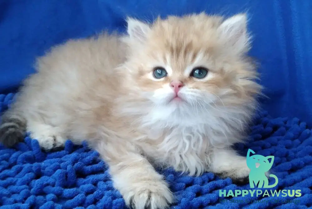Rodger British Longhair male black golden shaded - live animals
