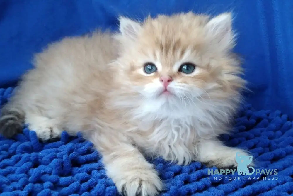 Rodger British Longhair male black golden shaded - live animals