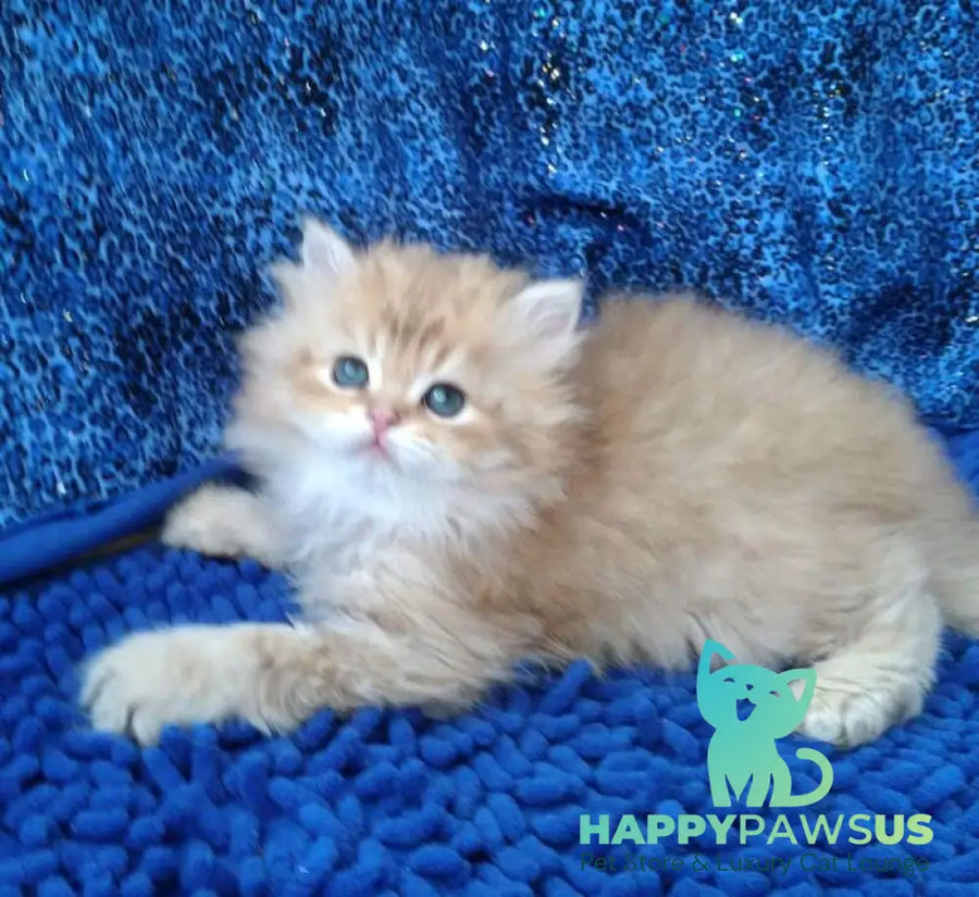 Rodger British Longhair male black golden shaded - live animals