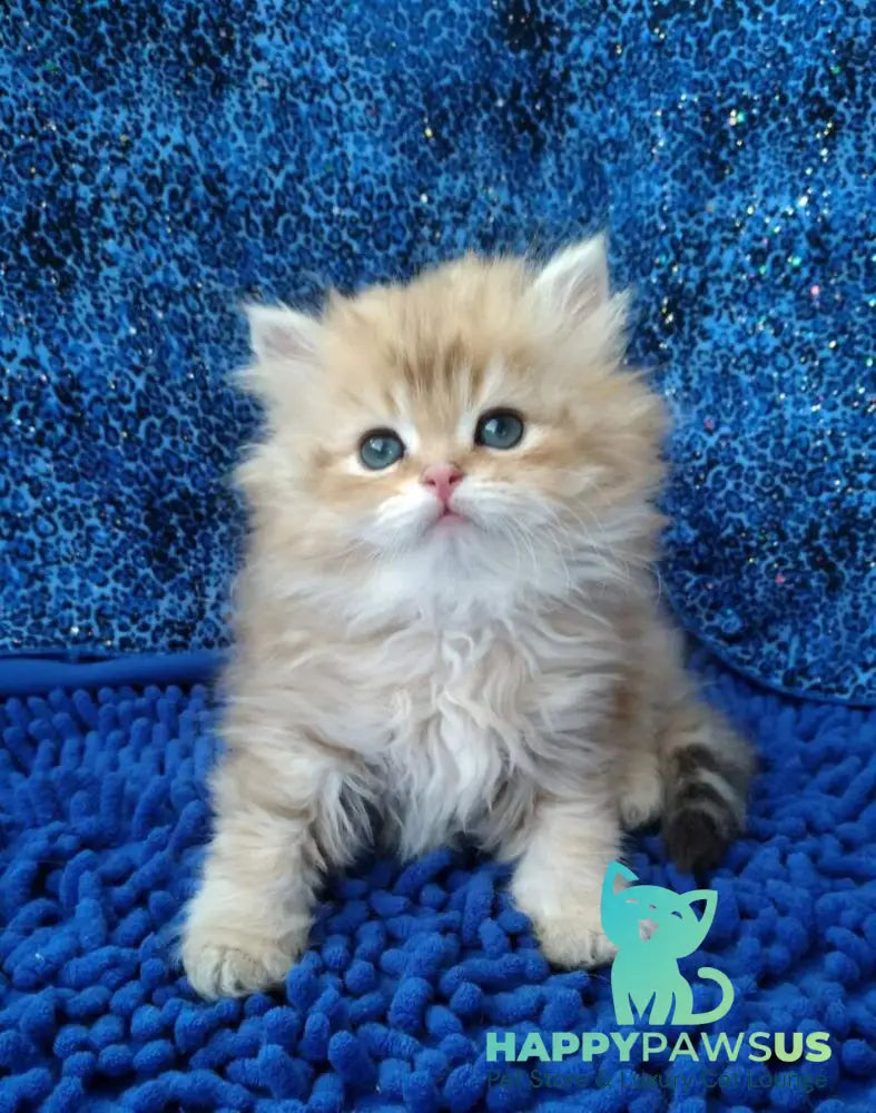 Rodger British Longhair male black golden shaded - live animals