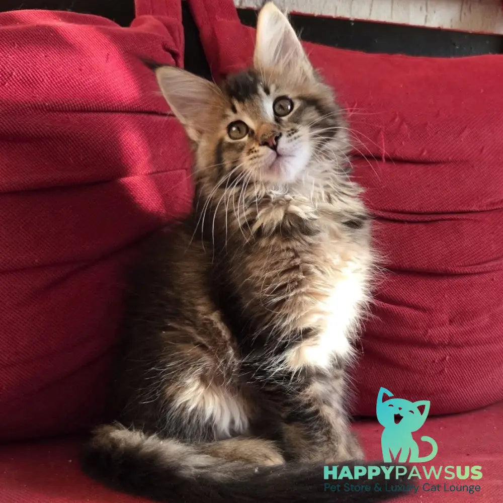Rodion Maine Coon polydactyl 6x6x6x6 male black ticked tabby - live animals
