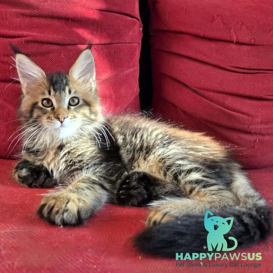 Rodion Maine Coon polydactyl 6x6x6x6 male black ticked tabby - live animals