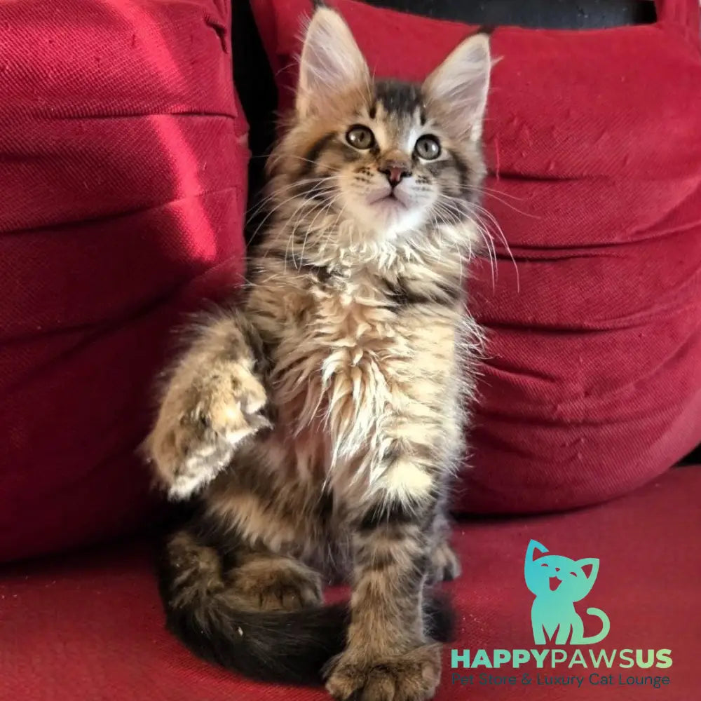 Rodion Maine Coon polydactyl 6x6x6x6 male black ticked tabby - live animals