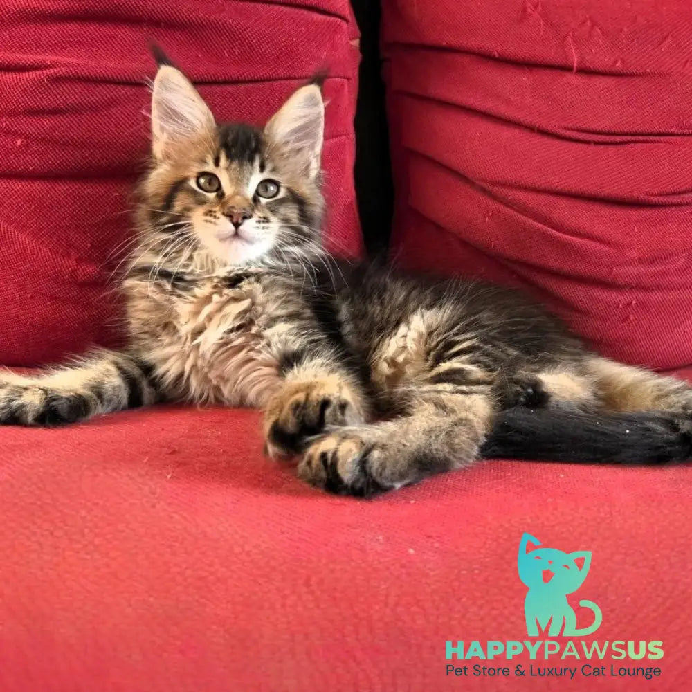 Rodion Maine Coon polydactyl 6x6x6x6 male black ticked tabby - live animals