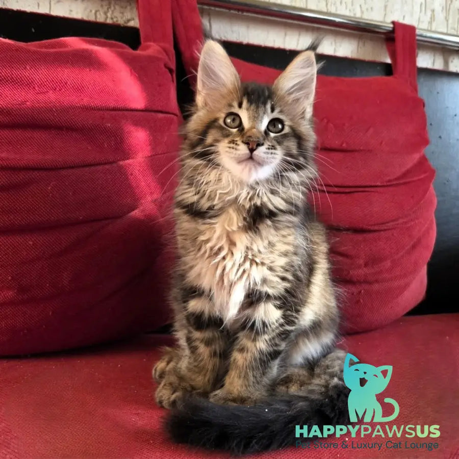Rodion Maine Coon polydactyl 6x6x6x6 male black ticked tabby - live animals