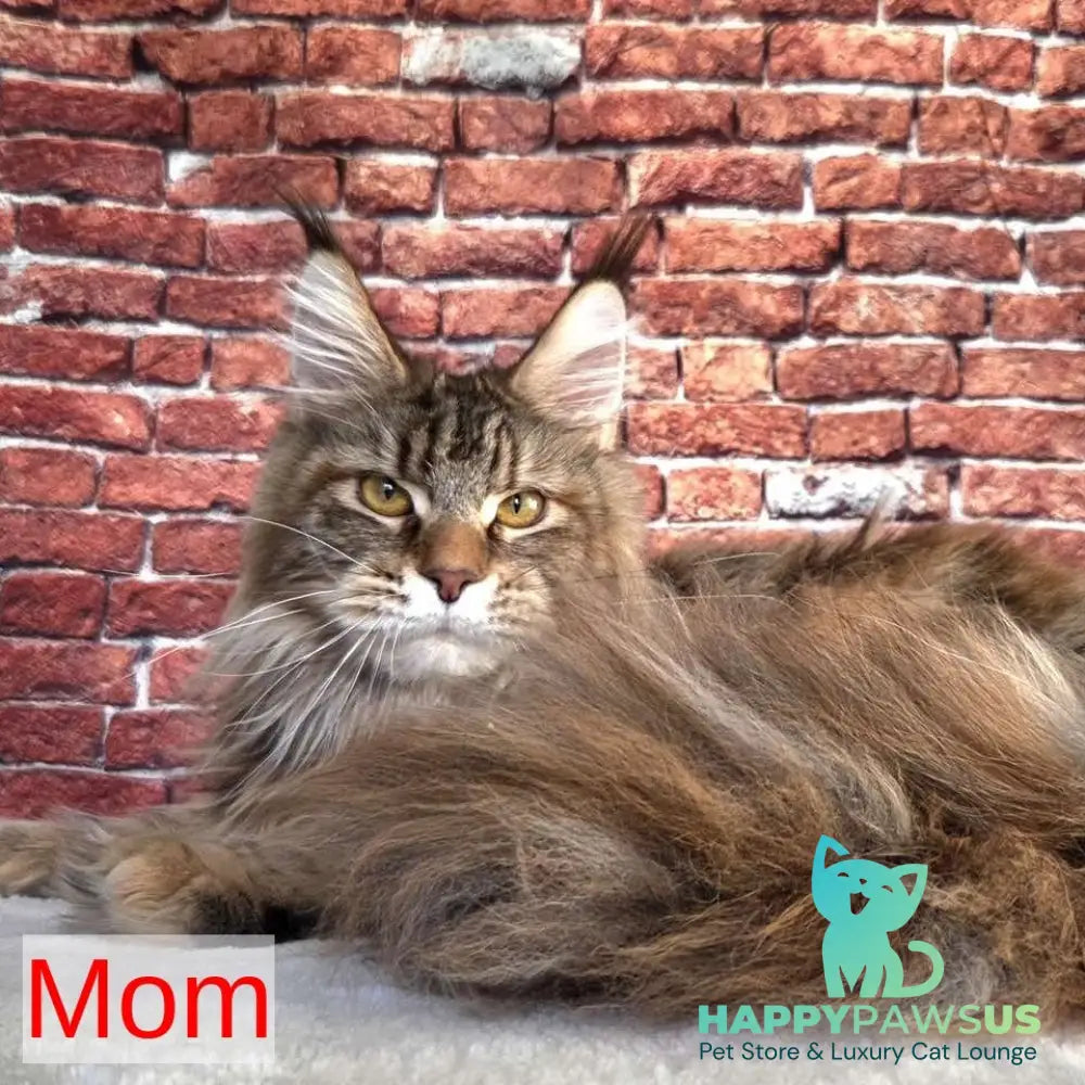 Rodion Maine Coon polydactyl 6x6x6x6 male black ticked tabby - live animals