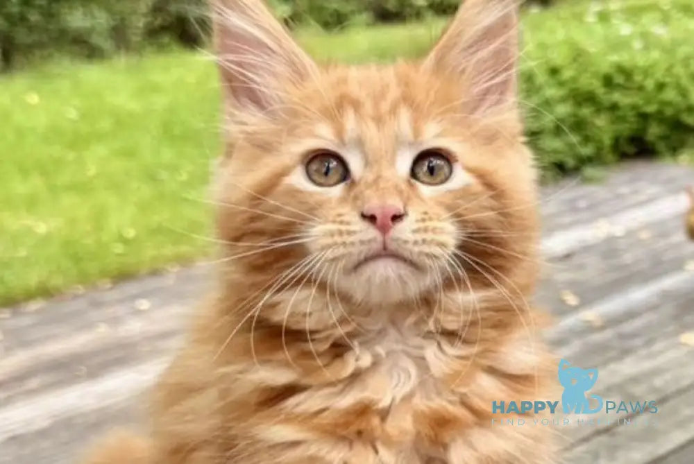 Rodriguez Maine Coon polydactyl male red tabby live animals