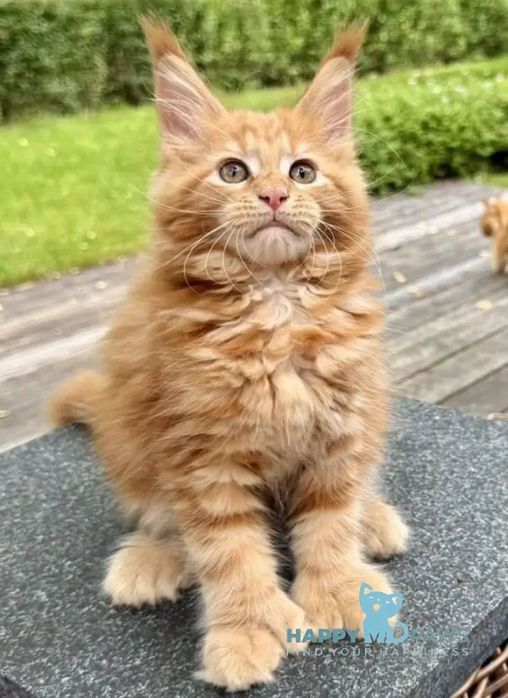 Rodriguez Maine Coon polydactyl male red tabby live animals