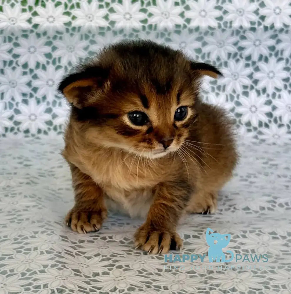 Roger Somali male ruddy live animals