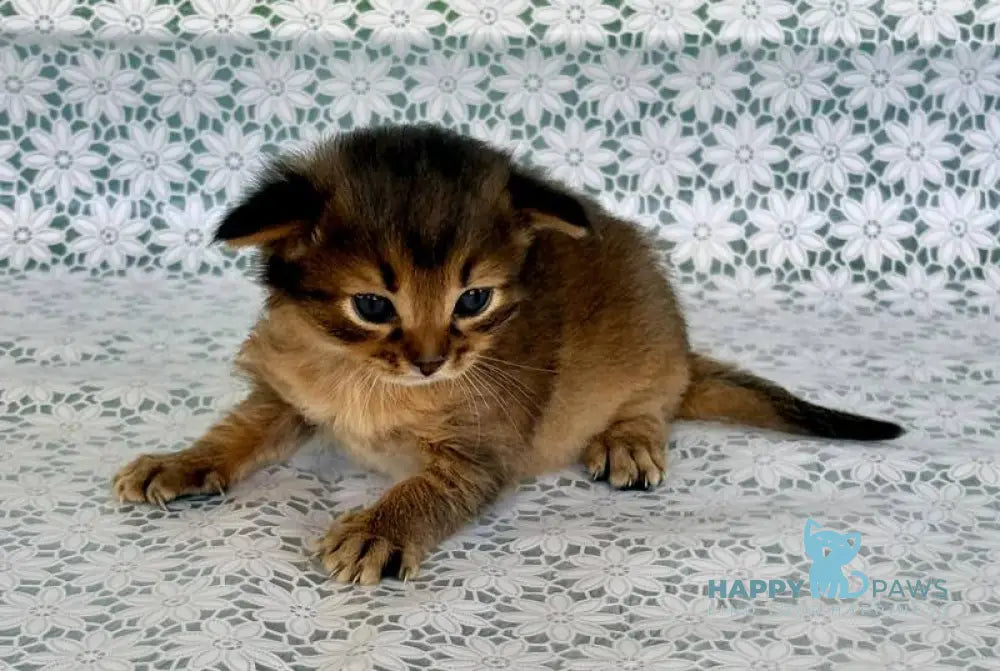 Roger Somali male ruddy live animals