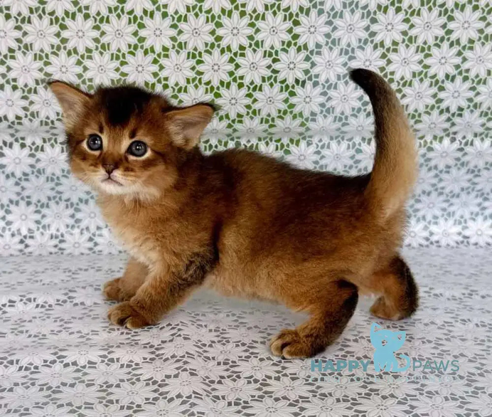 Roger Somali male ruddy live animals