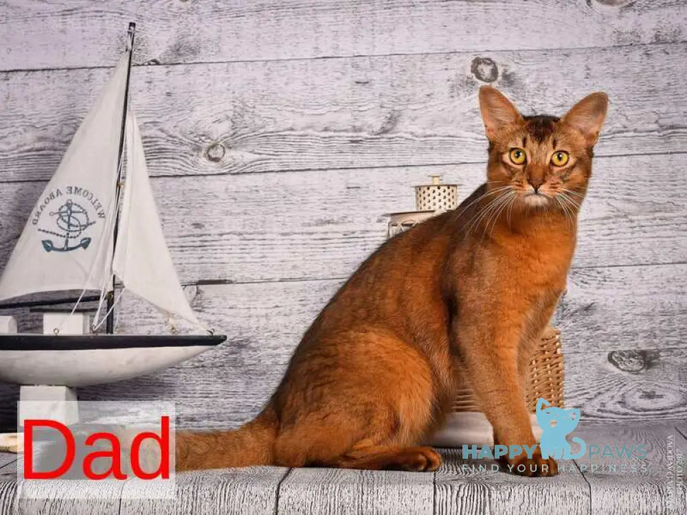 Roger Somali male ruddy live animals