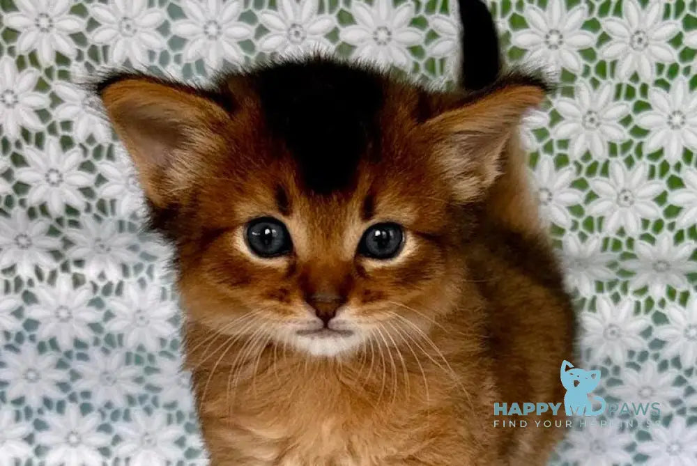 Roger Somali male ruddy live animals