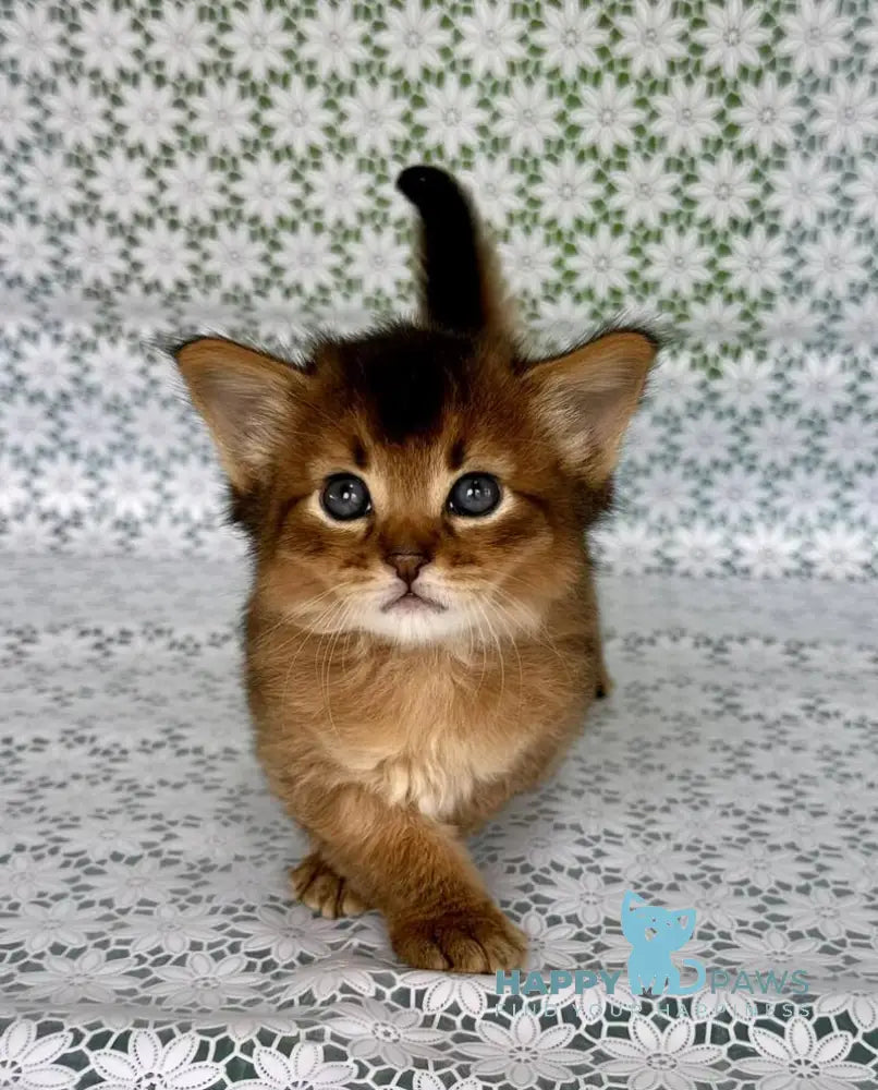 Roger Somali male ruddy live animals