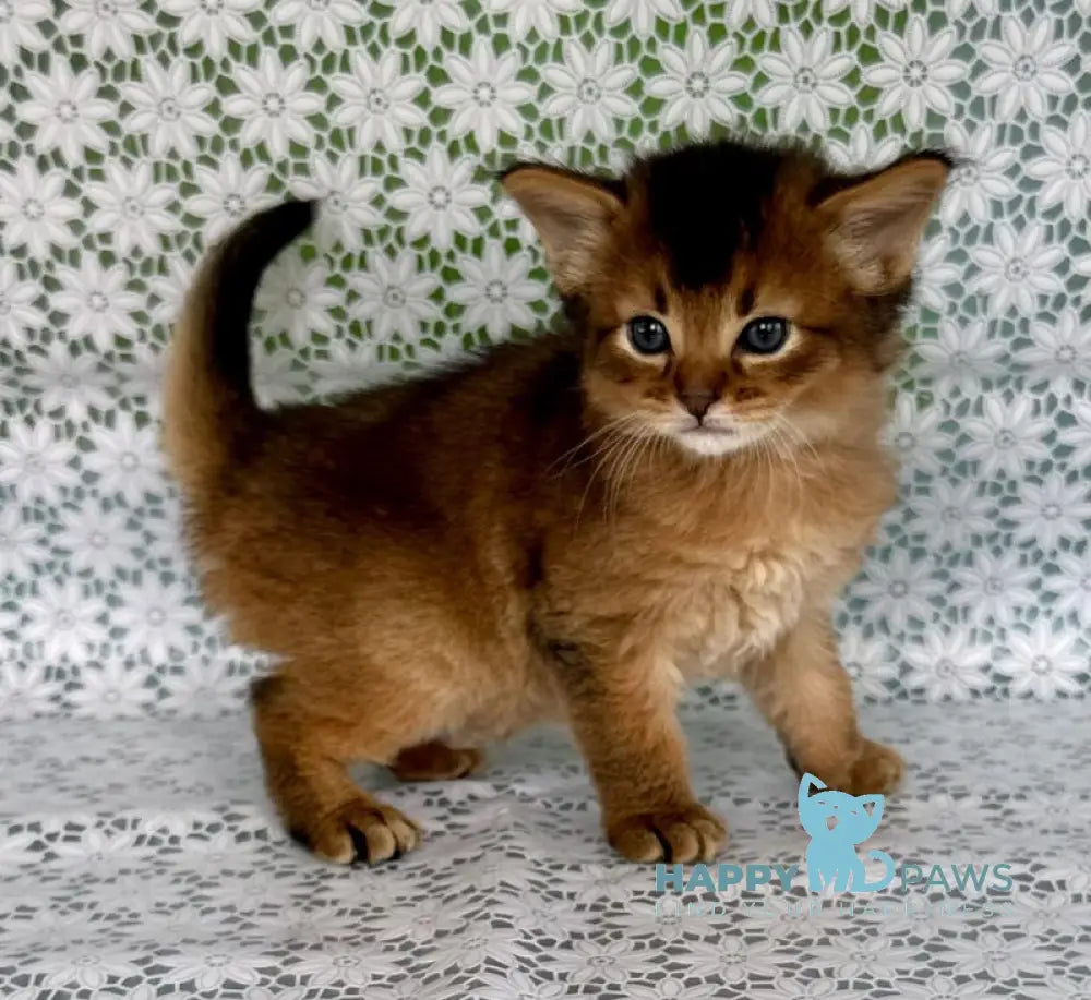 Roger Somali male ruddy live animals