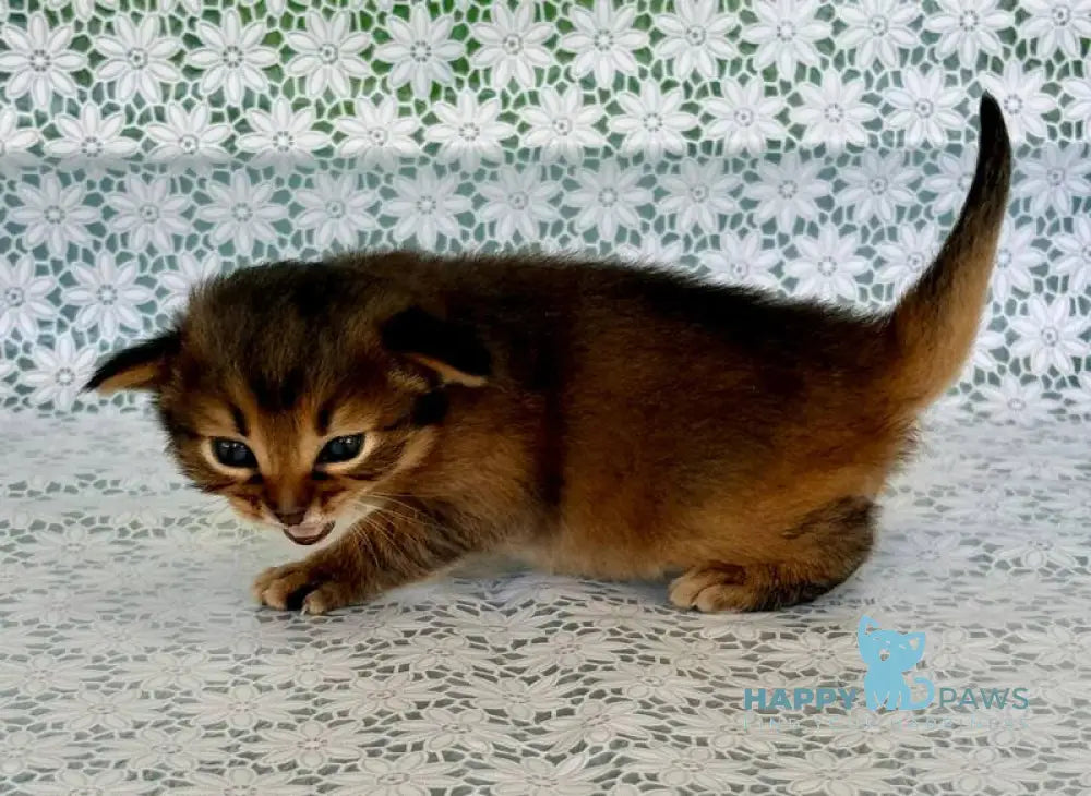 Roger Somali male ruddy live animals