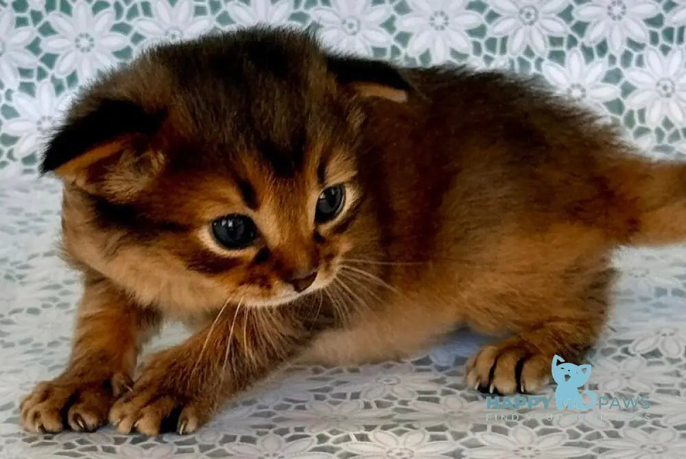 Roger Somali male ruddy live animals