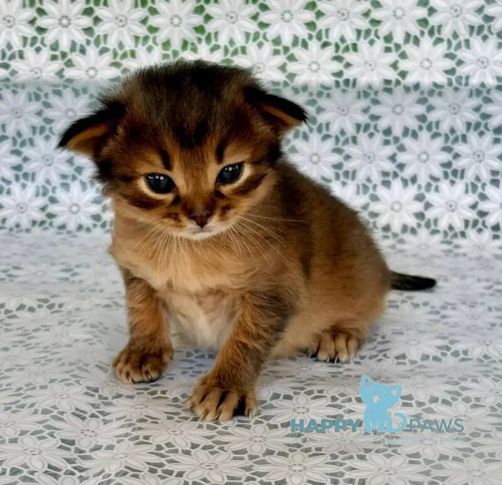 Roger Somali male ruddy live animals