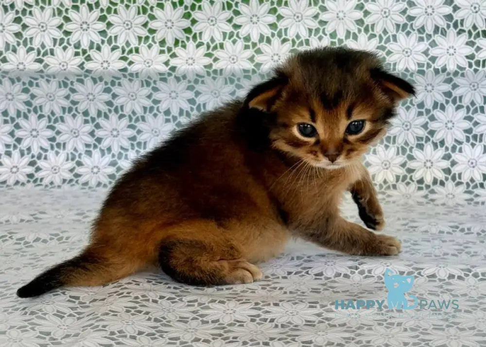 Roger Somali male ruddy live animals