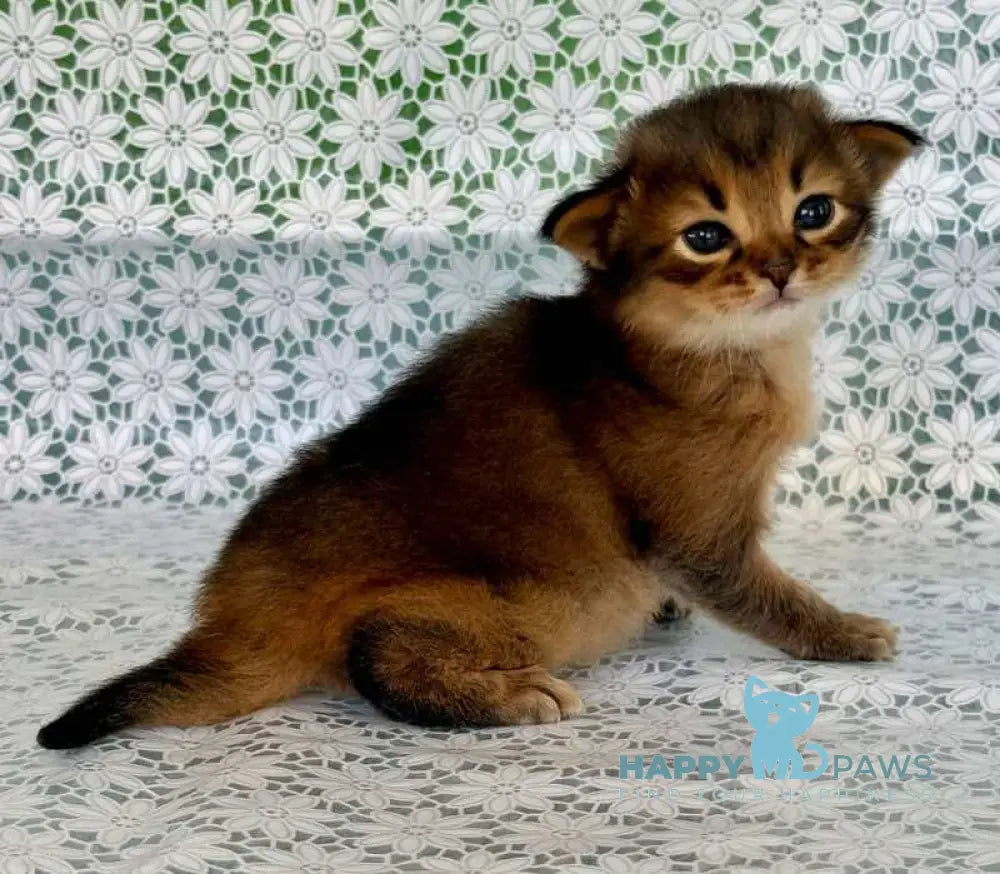 Roger Somali male ruddy live animals