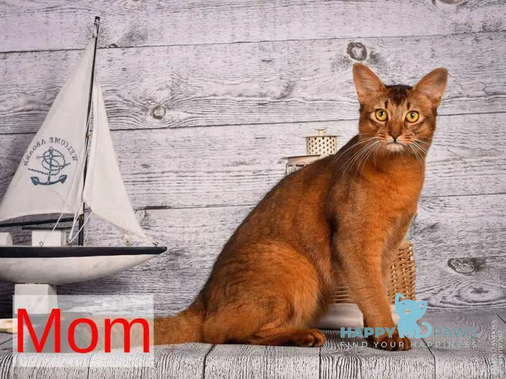 Roger Somali male ruddy live animals