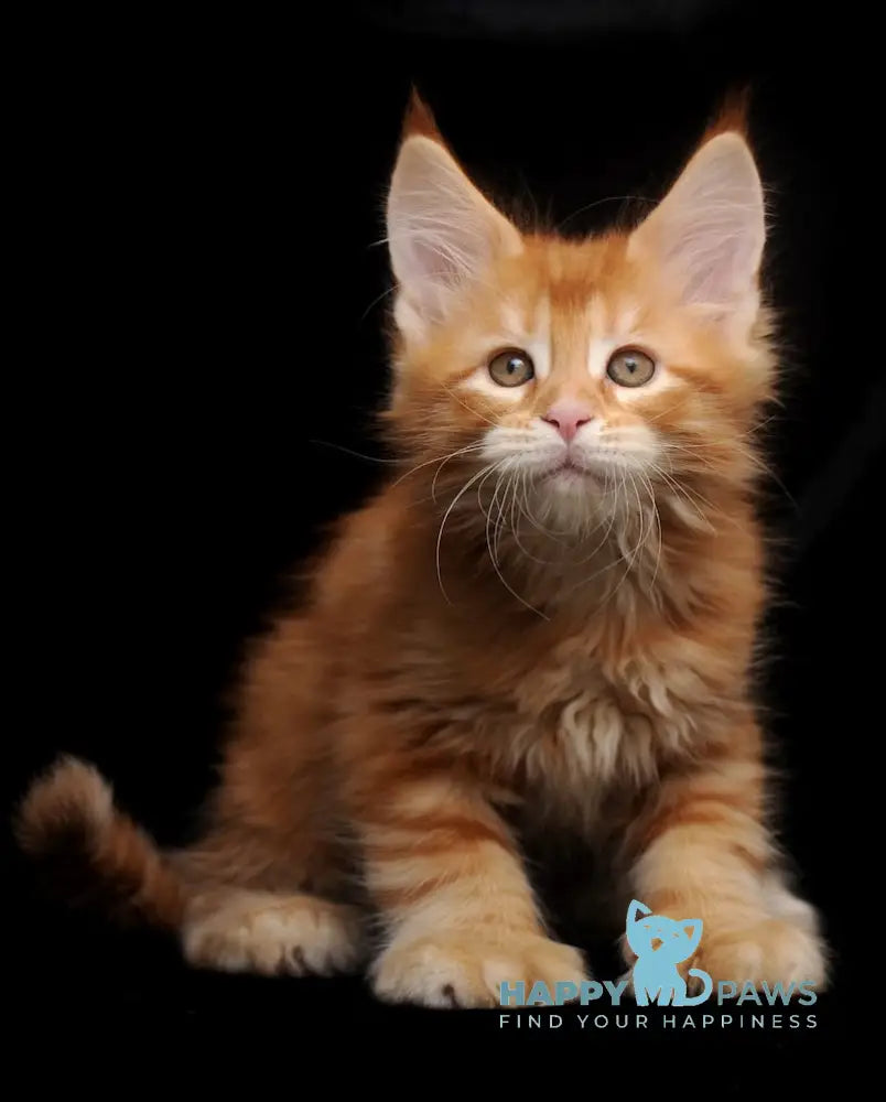 Rokfor Maine Coon polydactyl male red tabby live animals
