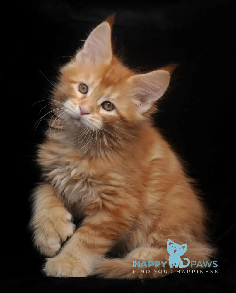 Rokfor Maine Coon polydactyl male red tabby live animals