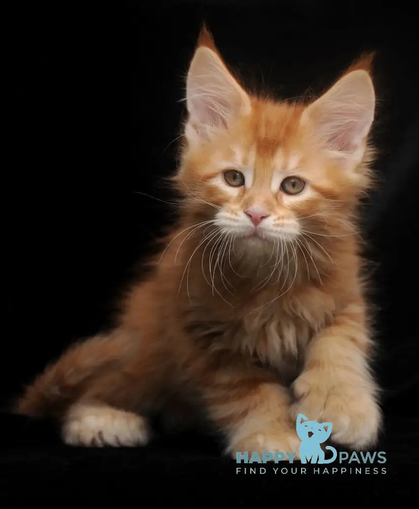 Rokfor Maine Coon polydactyl male red tabby live animals
