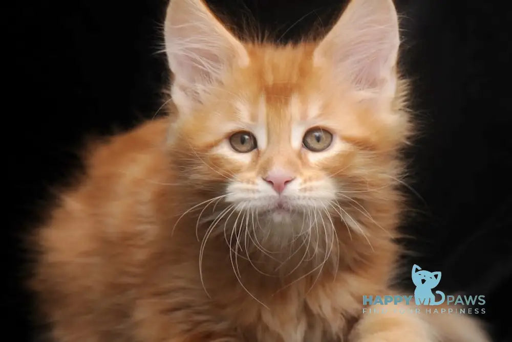 Rokfor Maine Coon polydactyl male red tabby live animals