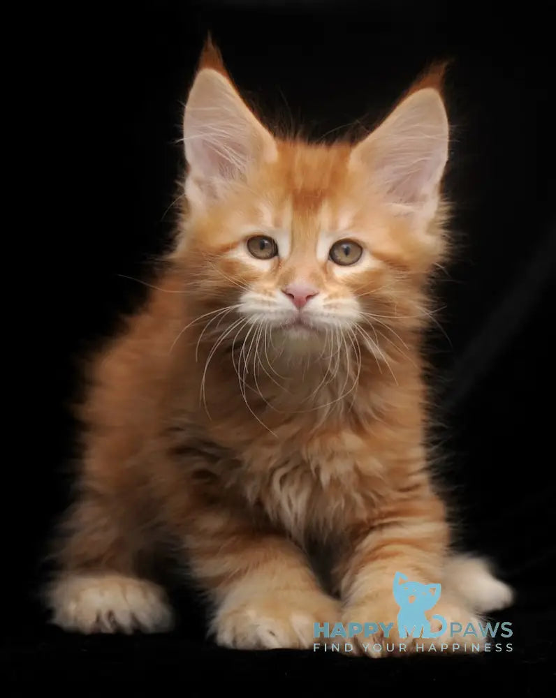 Rokfor Maine Coon polydactyl male red tabby live animals