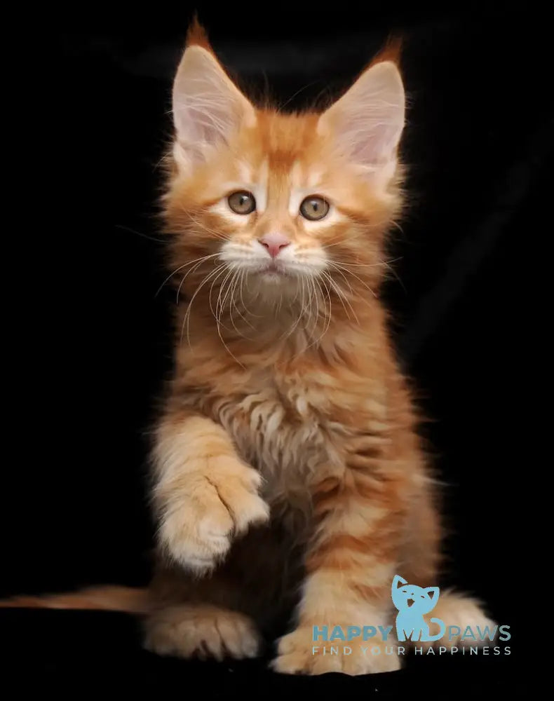 Rokfor Maine Coon polydactyl male red tabby live animals