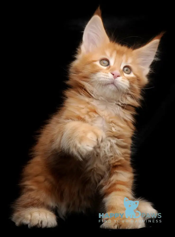 Rokfor Maine Coon polydactyl male red tabby live animals